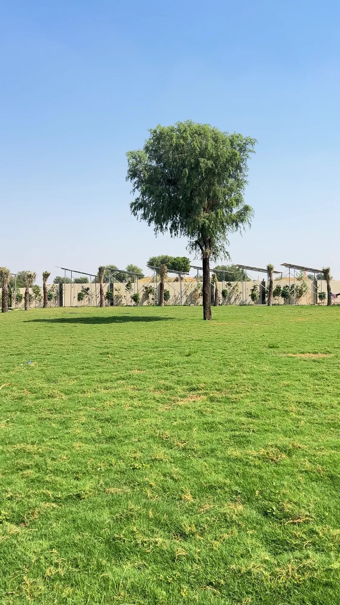 Green lawn of the Jay Mahal marriage garden under a clear desert sky